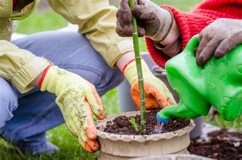 Transplanting Bamboo » All The Top Tips for Success .